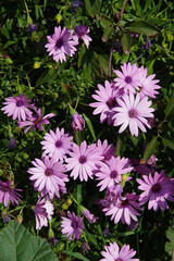 Canvas Print - Purple African marguerite daisies