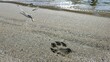 Dog footprints in the sand