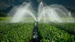An agricultural field being irrigated by a lateral move system, with the system slowly moving across the field