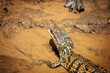 Juvenile Nile crocodile at iSimangaliso Wetland Park, South Africa 
