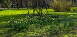 Fototapeta  - Wiosenne kwiaty - żonkile w promieniach słońca