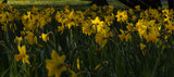 Fototapeta  - Wiosenne kwiaty - żonkile w promieniach słońca
