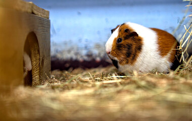close up of a white brown guinea pig in the grass looking at you