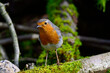 Rotkehlchen // European robin (Erithacus rubecula)