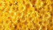 A close-up of dense yellow daisy flowers creating a cheerful and sunny natural background texture.