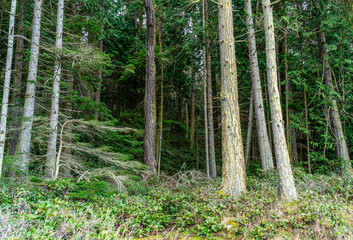 Canvas Print - Deception Pass Park Trees 3