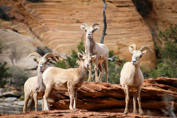 Zion National Park Bighorn Sheep