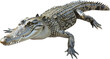Young American alligator lounging isolated, cut out transparent