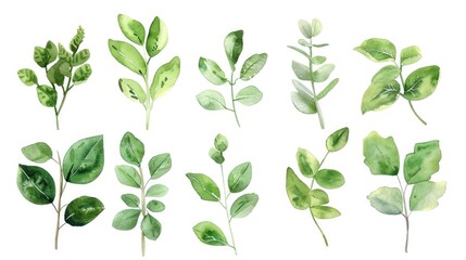 Aufkleber - Fresh green leaves on a clean white backdrop. Perfect for nature-themed designs