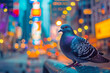 Urban gray pigeon on blurred city lights background