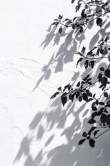 Poster - A black and white photo of a tree against a white wall. Suitable for nature or minimalist concepts