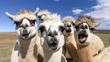 Four funny llamas looking at the camera