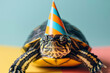 A turtle wearing a party hat. The turtle is standing on a colorful background. Funny and friendly cute turtle wearing a birthday party hat in studio, on a vibrant, colorful background