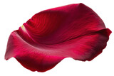 Fototapeta Dziecięca - A red flower petal is shown in a close up,isolated on white background or transparent background. png cut out or die-cut