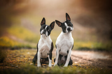 Wall Mural - two amazing Boston terriers dog breed in the nature