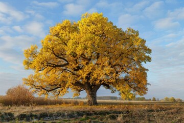 Poster - A solitary tree standing in a field with a clear blue sky in the background. Suitable for nature or landscape concepts