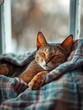 A peaceful cat napping on a cozy blanket
