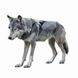Low poly triangular wolf portrait isolated on a white background