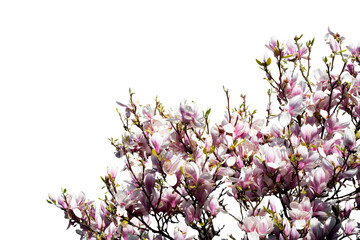 freshly grown blooming magnolia tree in spring time isolated on transparent background