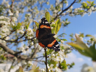 Wall Mural - vanessa atalanta butterfly on flower