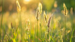 Portrait of summer grass field, wild plants growing and blooming with warm sun light