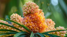 The Phoenix Roebelenii, Also Known As The Pygmy Date Palm, Produces Flowers.