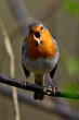 singendes Rotkehlchen // European robin (Erithacus rubecula)