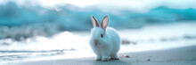 Portrait Of A Cute White Bunny At The Beach