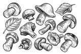 Fototapeta  - Set of mushrooms isolated on white background. Hand drawn sketch illustration