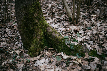 Wall Mural - the trees are covered with moss. 
spring forest under the sun's will
