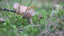 Beige Mushroom Grows Among Forest Moss And Green Grass Stems