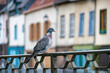 Pidgeon Dove on a Railing in the Historic Old Town of Amiens, Piccardy, France