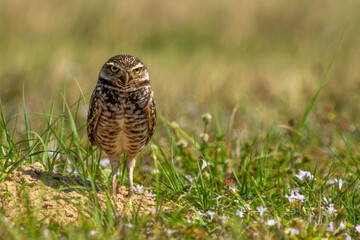 Wall Mural - young burrowing owl