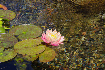 Canvas Print - Orange-pink water lily blossom on a pond