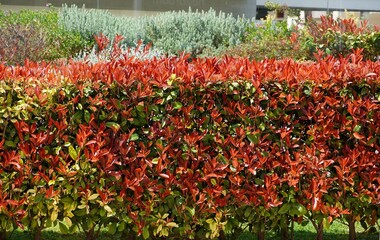 A photinia fraseri red robin hedge with red and green leaves, in a garden in Attica, Greece