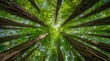 © Copper - Up view of the Coastal Redwood forest (Sequoia Sempervirens), converging tree trunks surrounded by evergreen foliage, Purisima Creek Redwoods Preserve, Santa Cruz Mountains, San Francisco bay area.