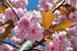 Sakura tree blossoms in spring against a blue sky