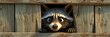 Mischievous raccoon peeking through wooden fence, Concept of playfulness and wildlife curiosity
