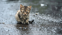 Wet Cat In The Rain Free Stock Photo - Public Domain Pictures