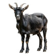 Black goat isolated on white or transparent background