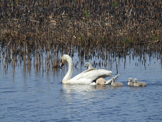 Wall Mural - A mother mute swan and her babies enjoying a beautiful spring day at the Edwin B. Forsythe National Wildlife Refuge, Galloway, New Jersey