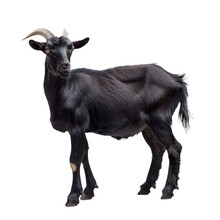 Black Goat Isolated On White Or Transparent Background