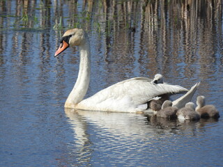 Wall Mural - A mother mute swan and her babies enjoying a beautiful spring day at the Edwin B. Forsythe National Wildlife Refuge, Galloway, New Jersey.