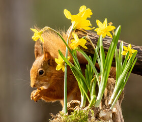 Wall Mural - Cute little scottish red squirrel eating a nut with spring daffodil flowers 