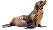California sealion isolated on a white background
