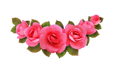 Wall Mural - pink begonia flowers in a floral arrangement isolated on white or transparent background
