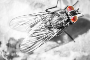 Canvas Print - close up of fly