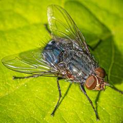 Canvas Print - close up of fly