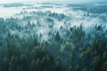 Poster - Aerial view of a misty forest, perfect for nature themes