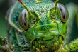 High-resolution close-up of green locust, detailed insect macro photography